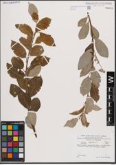 Foto von Salix caprea L.
